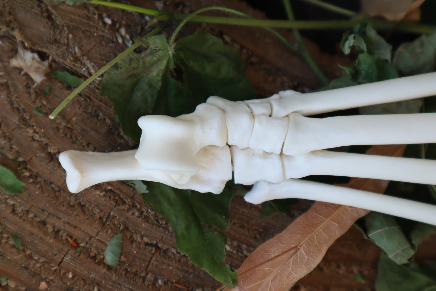 Bobcat Paw Articulation