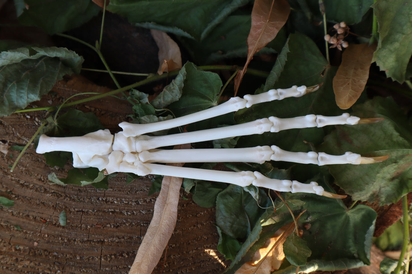 Bobcat Paw Articulation