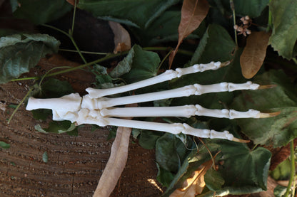 Bobcat Paw Articulation