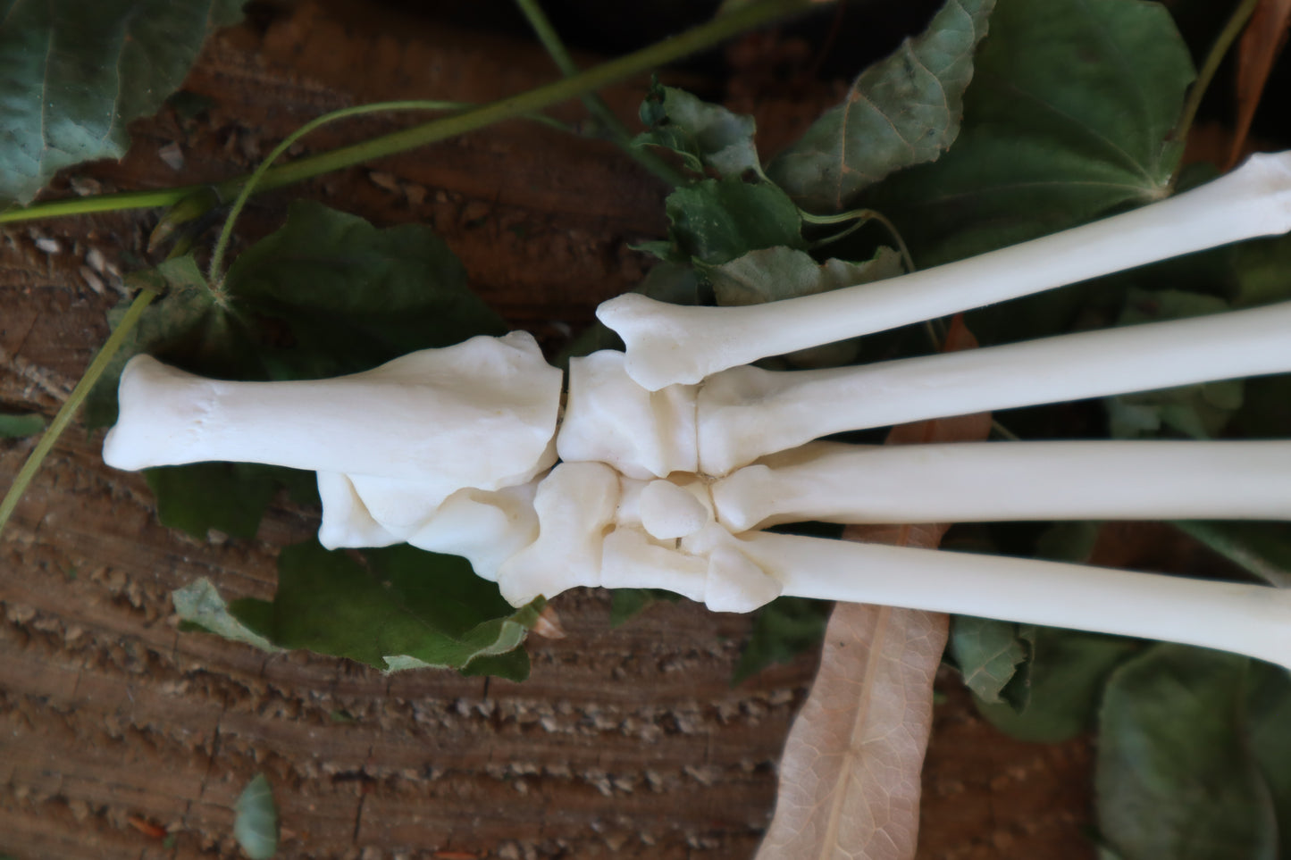 Bobcat Paw Articulation