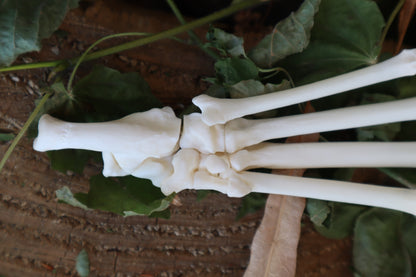 Bobcat Paw Articulation