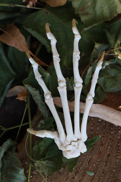 Bobcat Paw Articulation in Glass Dome