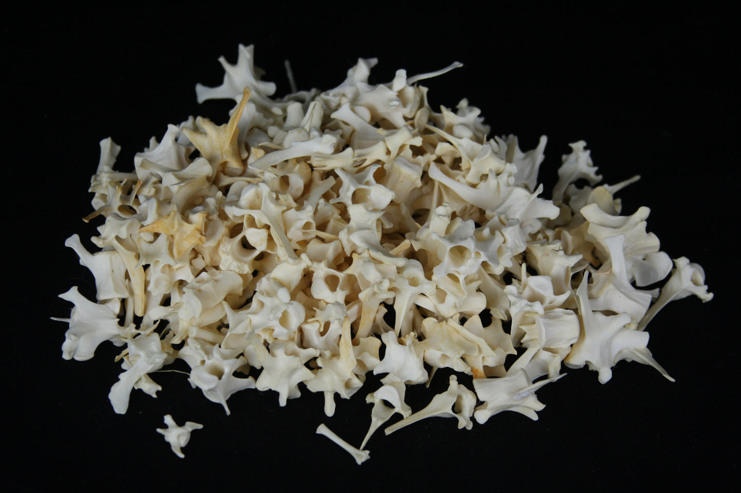 Craft Vertebrae Lot (10)