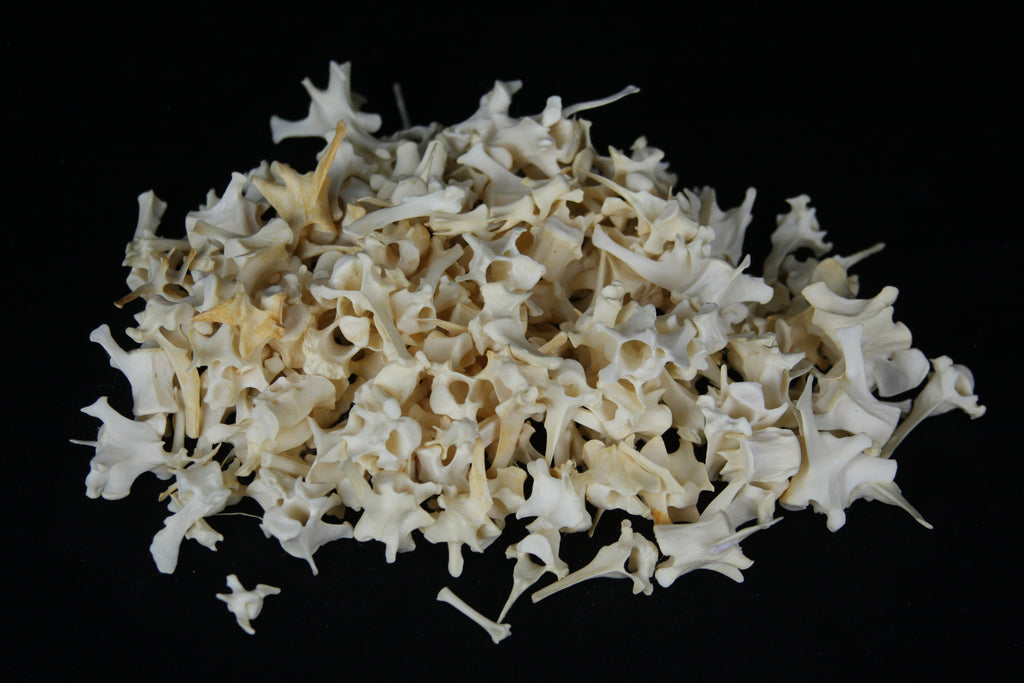 Craft Vertebrae Lot (10)