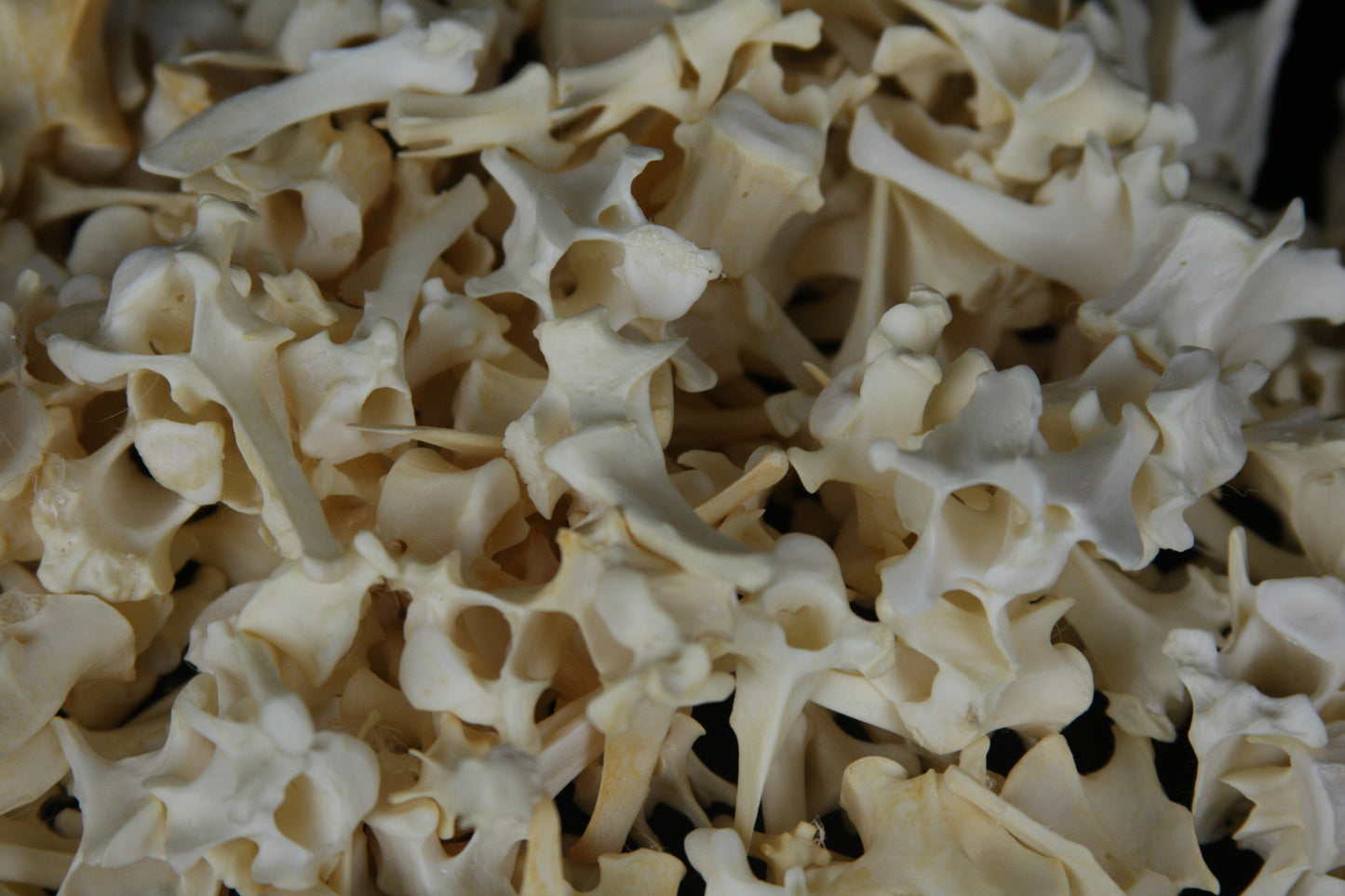 Craft Vertebrae Lot (10)