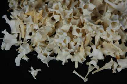 Craft Vertebrae Lot (10)