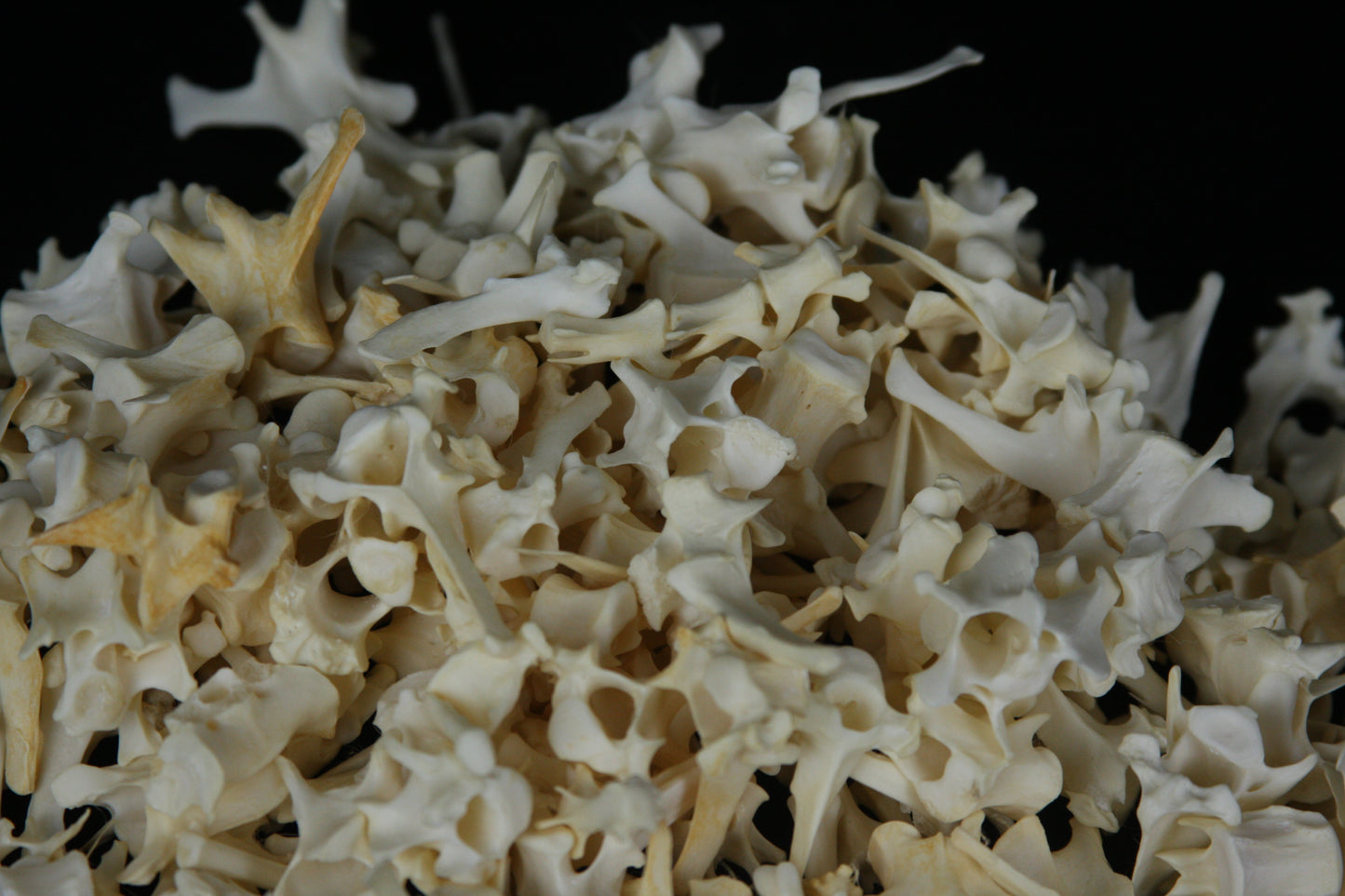 Craft Vertebrae Lot (10)