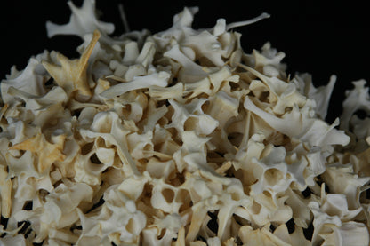 Craft Vertebrae Lot (10)