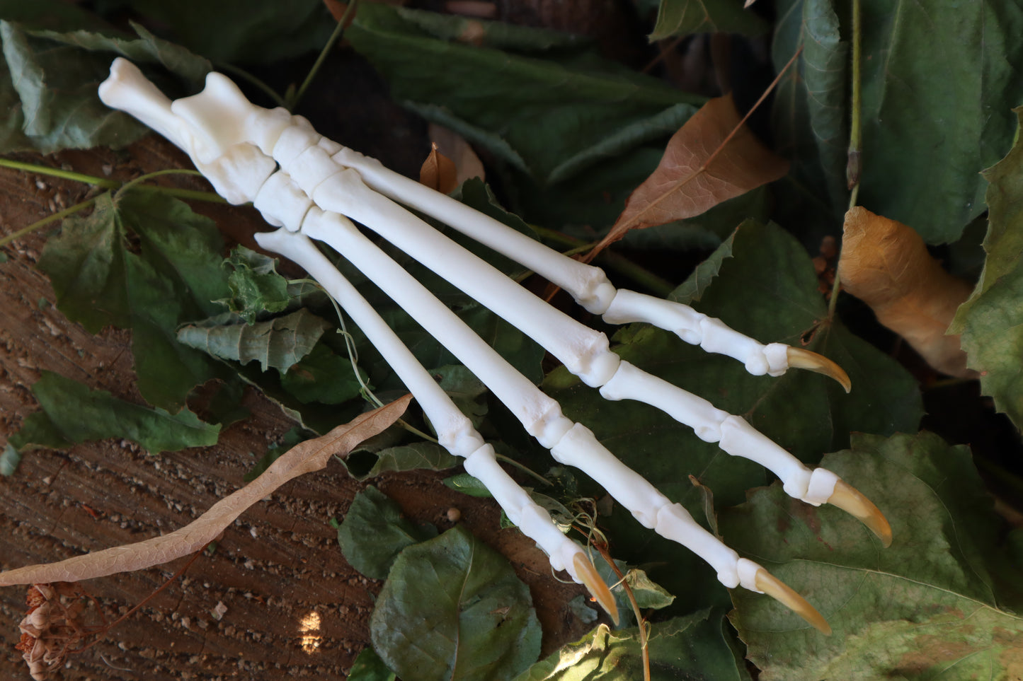 Bobcat Paw Articulation