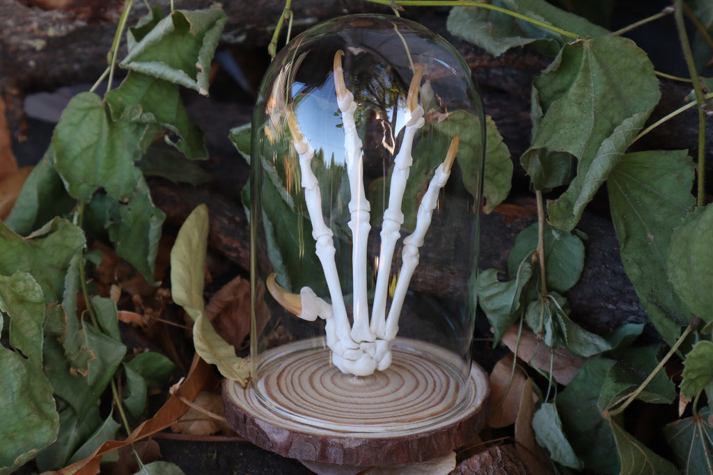 Bobcat Paw Articulation in Glass Dome