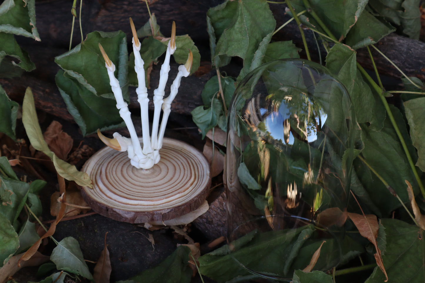 Bobcat Paw Articulation in Glass Dome