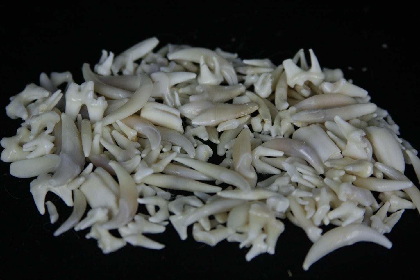 Craft Tooth Lot (50)
