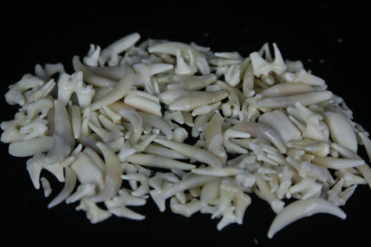 Craft Tooth Lot (50)