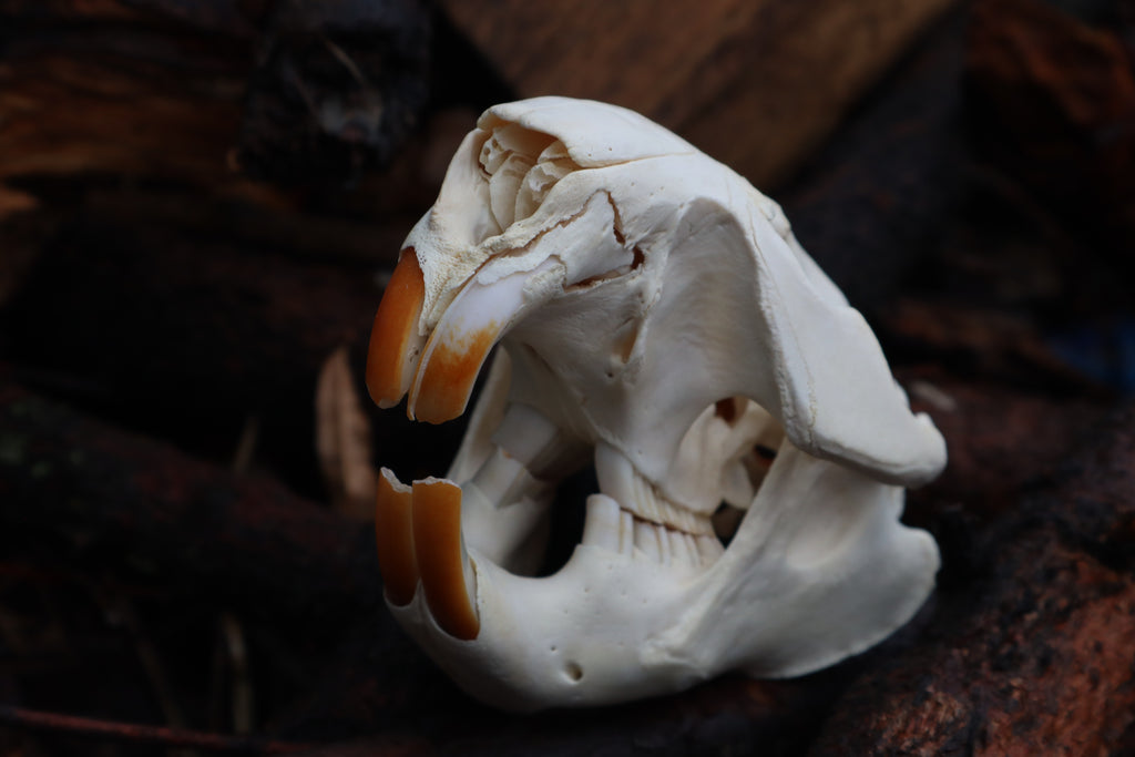 Pathological Beaver Skull