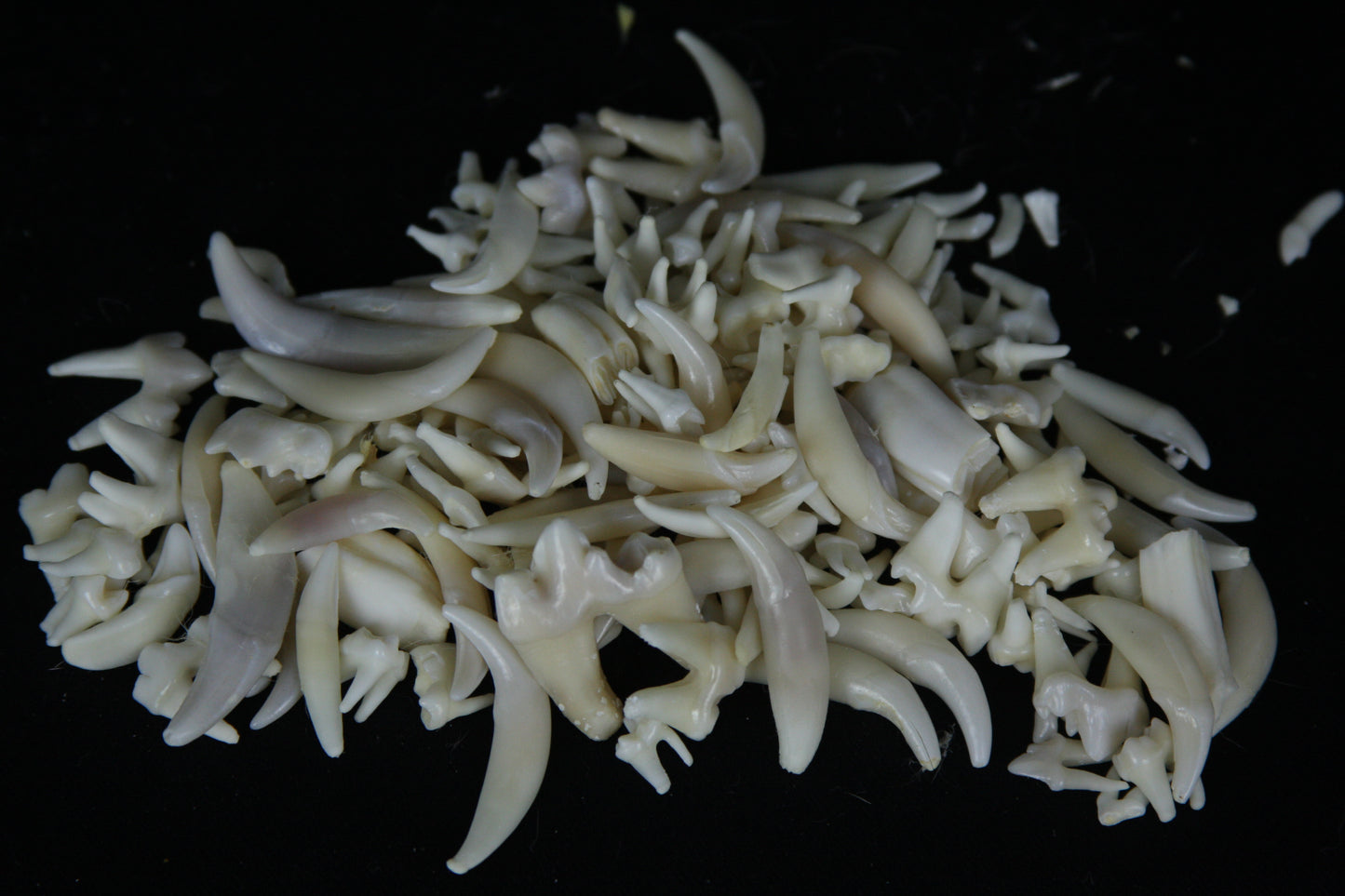 Craft Tooth Lot (50)