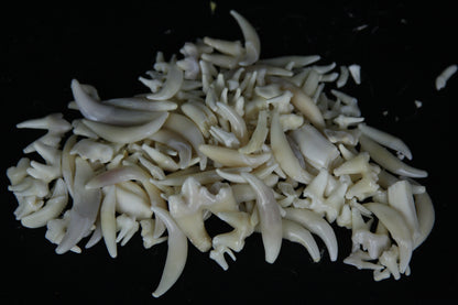 Craft Tooth Lot (50)
