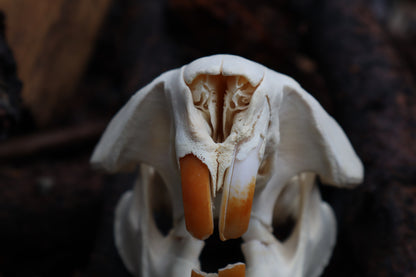 Pathological Beaver Skull