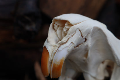 Pathological Beaver Skull