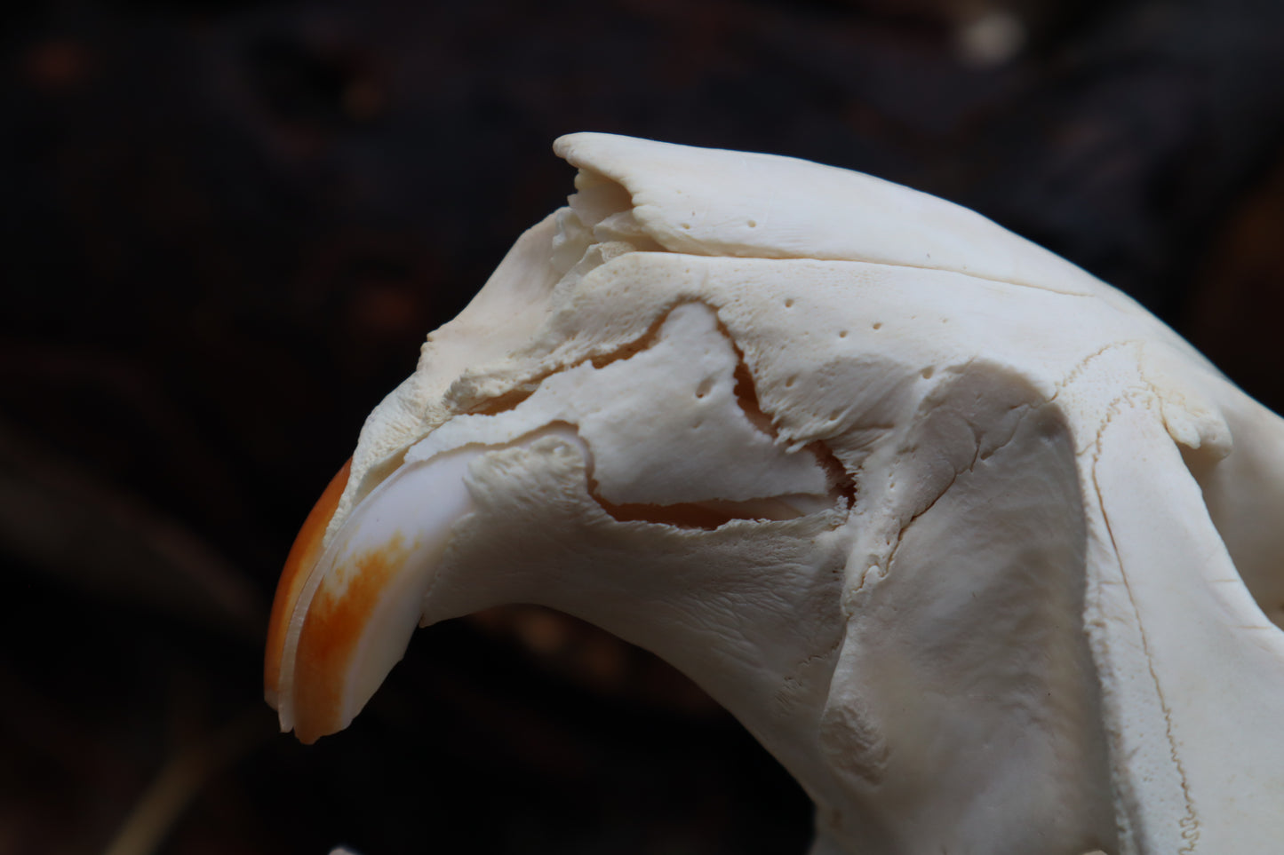 Pathological Beaver Skull
