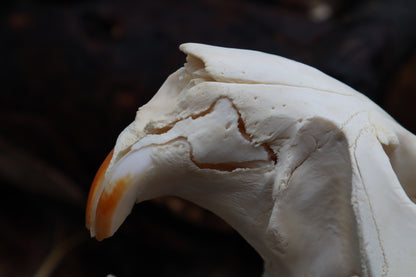 Pathological Beaver Skull
