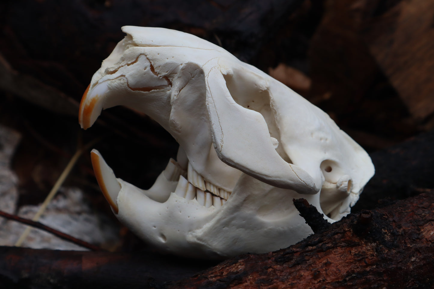 Pathological Beaver Skull
