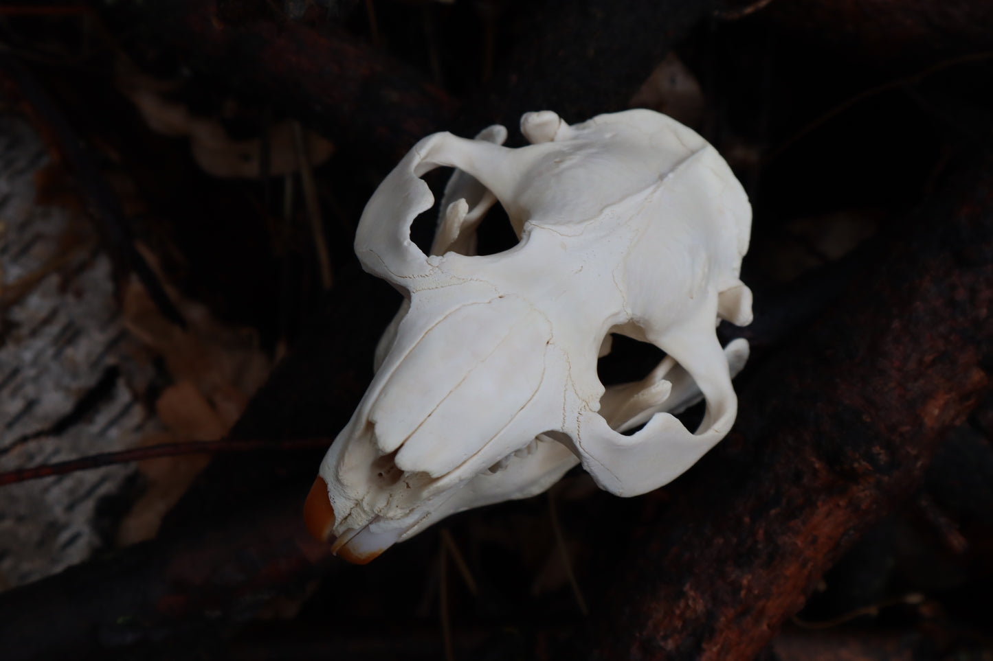 Pathological Beaver Skull