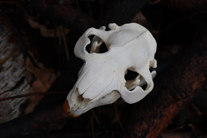 Pathological Beaver Skull