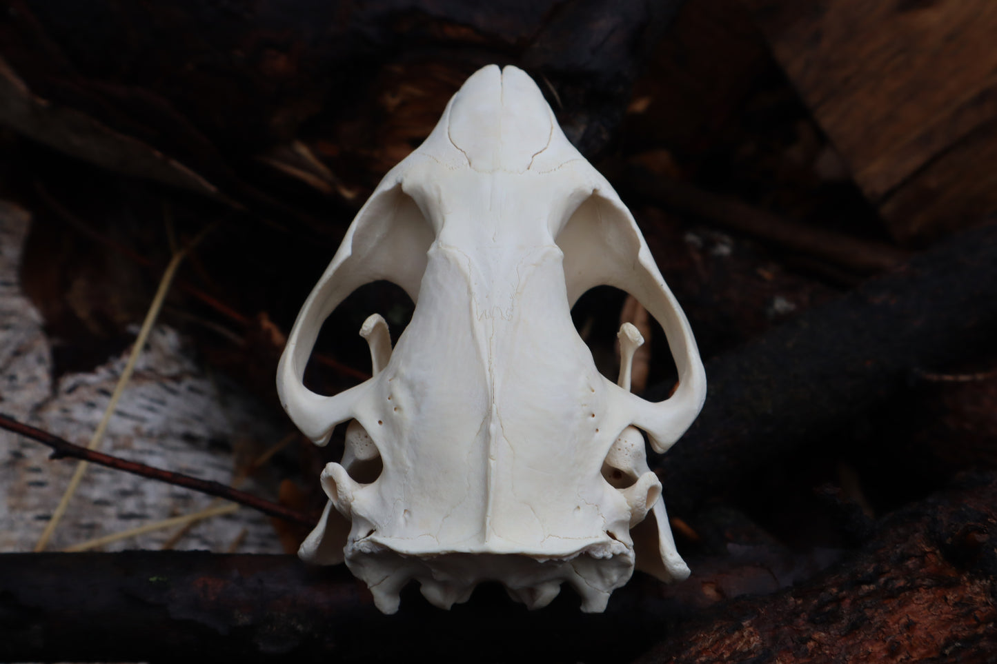 Pathological Beaver Skull