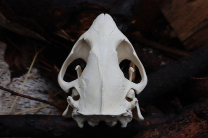 Pathological Beaver Skull