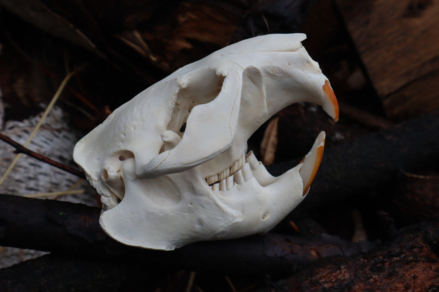 Pathological Beaver Skull