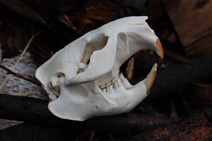 Pathological Beaver Skull