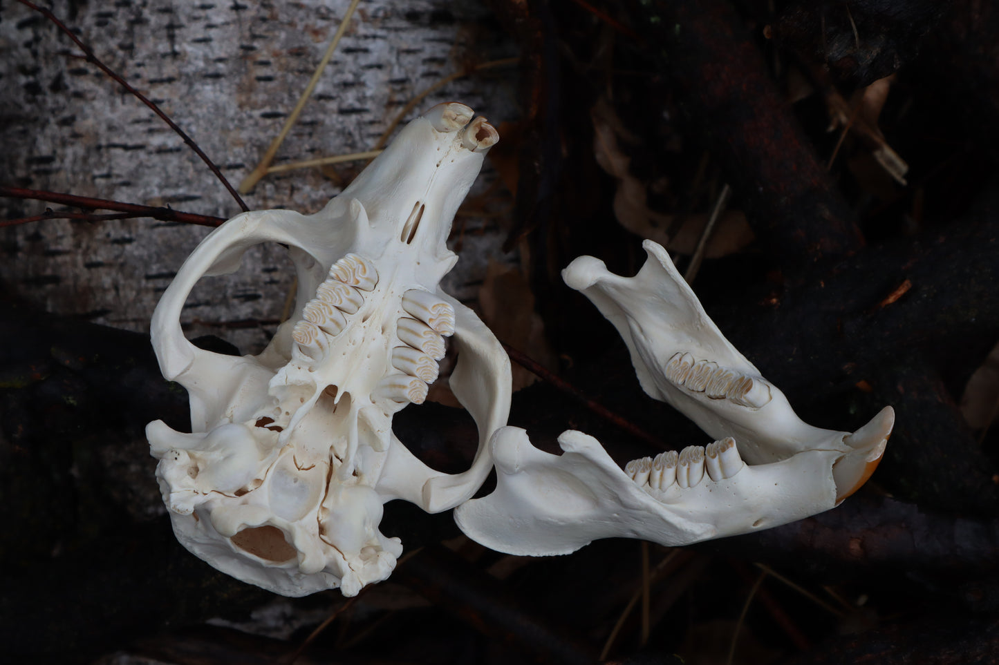 Pathological Beaver Skull