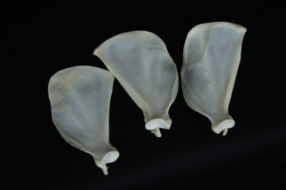 Craft Red Fox Scapula Lot (3)