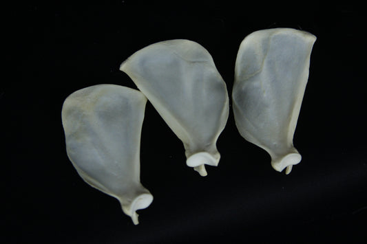Craft Red Fox Scapula Lot (3)