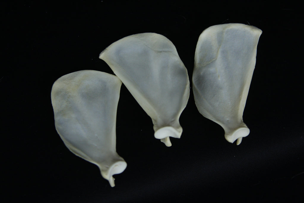 Craft Red Fox Scapula Lot (3)
