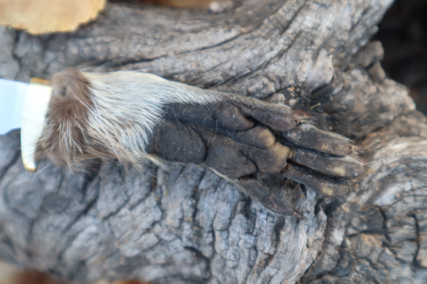 Raccoon Paw Athame