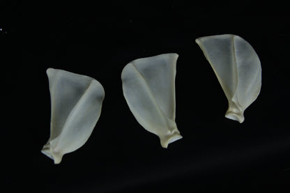 Craft Red Fox Scapula Lot (3)