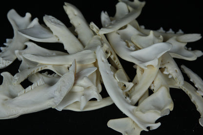 Partial Mandible Craft Grade