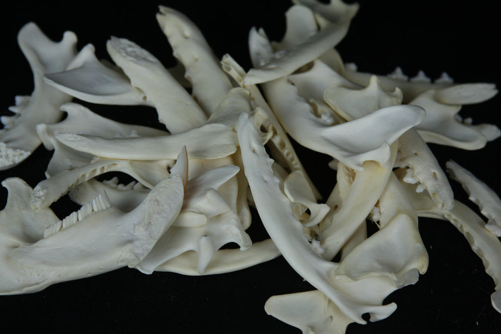 Partial Mandible Craft Grade
