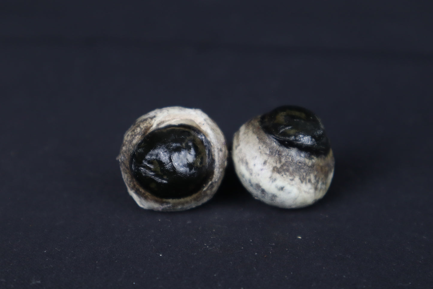 Dry Preserved Bobcat Eyes
