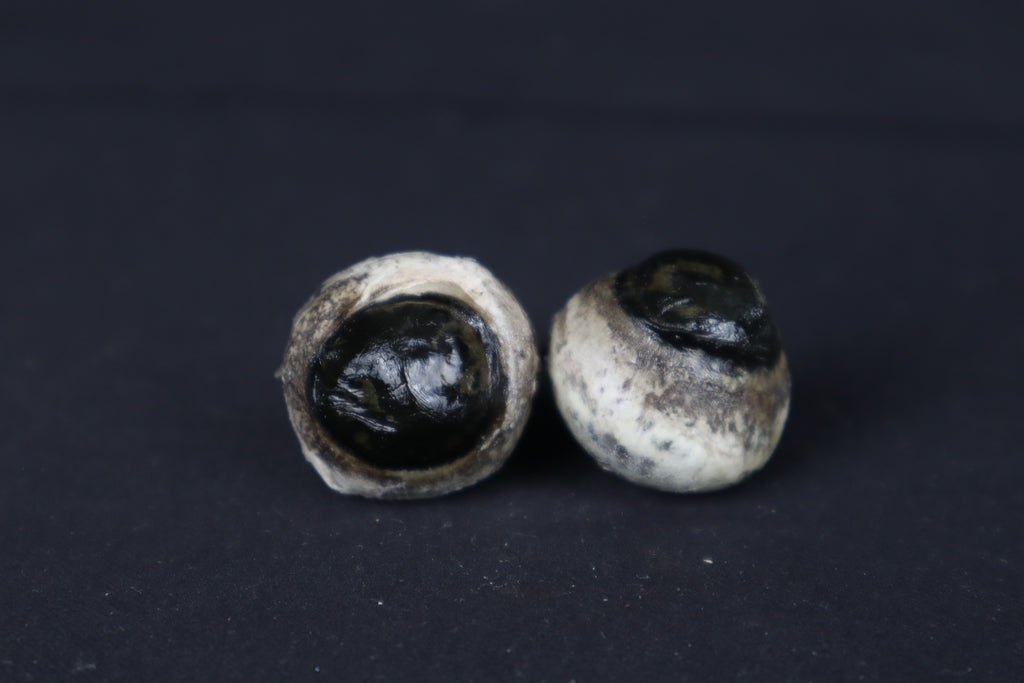 Dry Preserved Bobcat Eyes