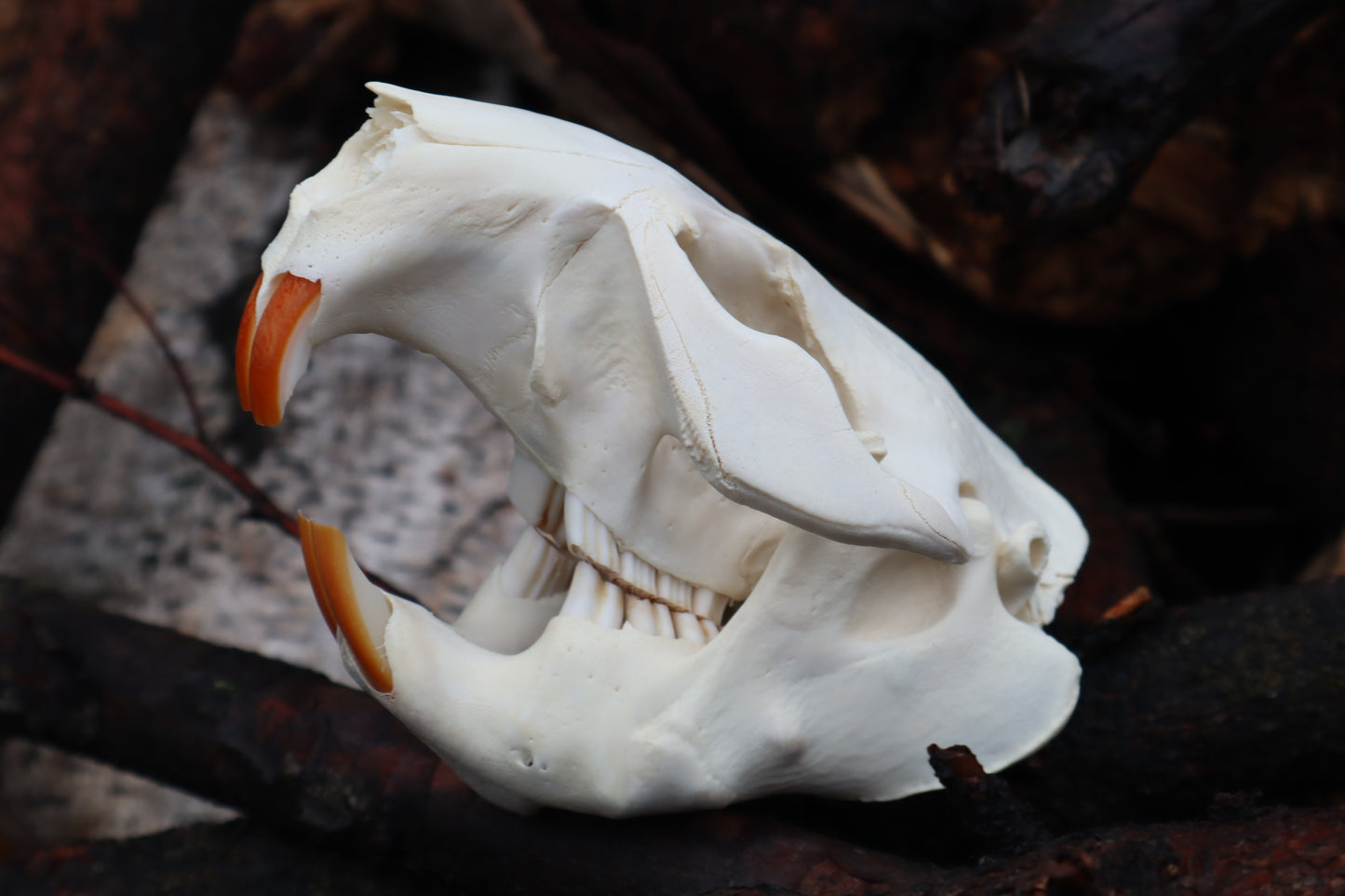 Beaver Skull