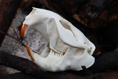 Beaver Skull