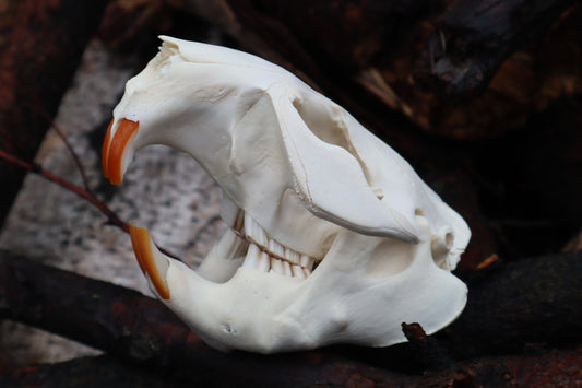 Beaver Skull