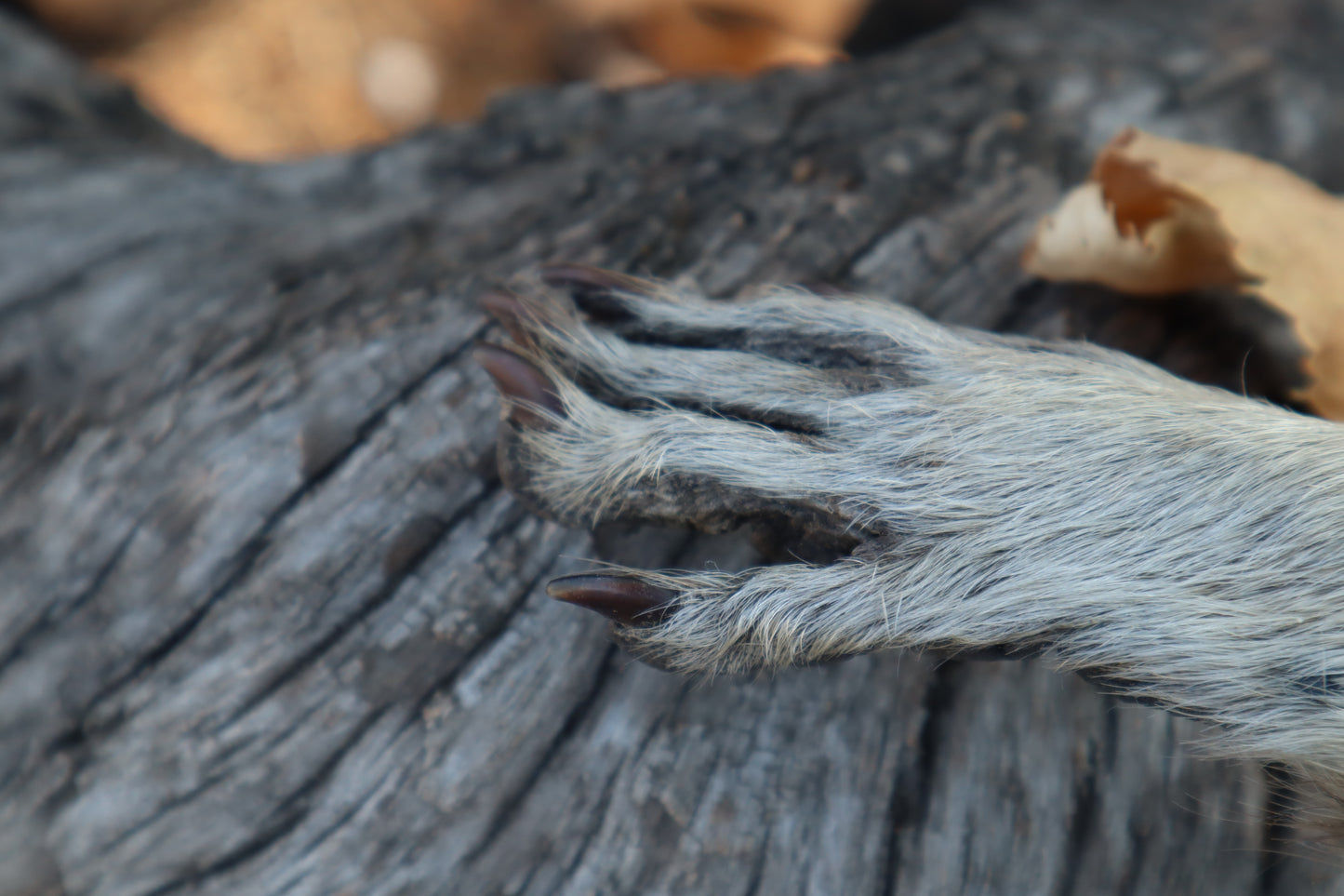 Raccoon Paw Athame