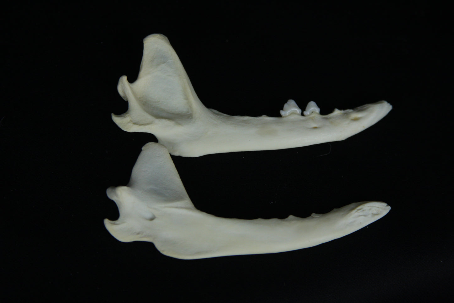 Partial Mandible Craft Grade