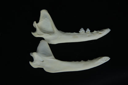 Partial Mandible Craft Grade