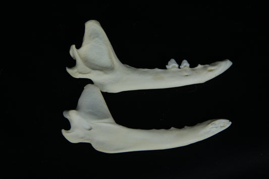 Partial Mandible Craft Grade