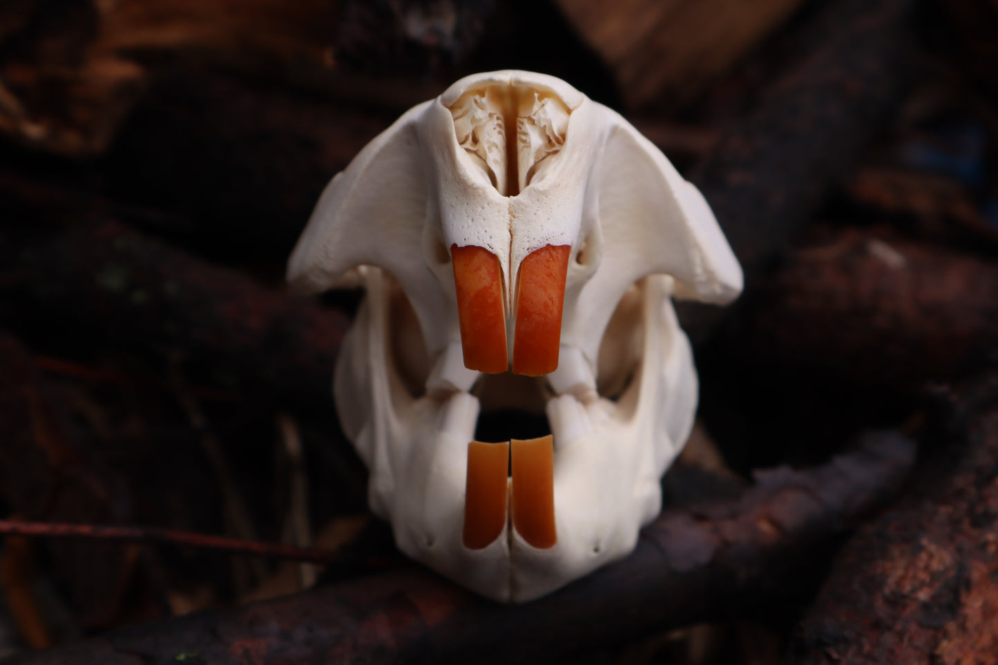 Beaver Skull