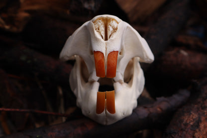 Beaver Skull